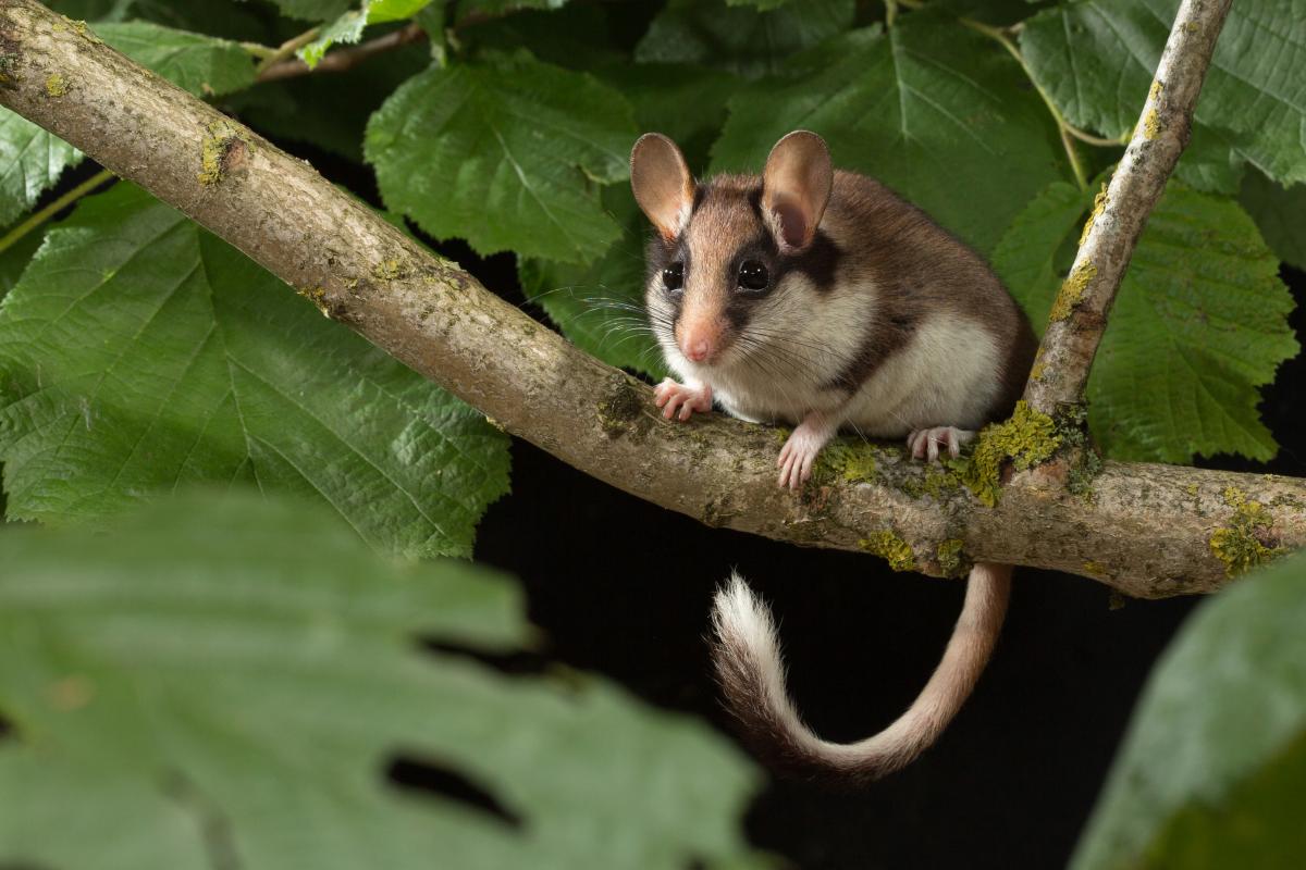 Eikelmuis, photocredits Wesley Overman, Zoogdierenvereniging