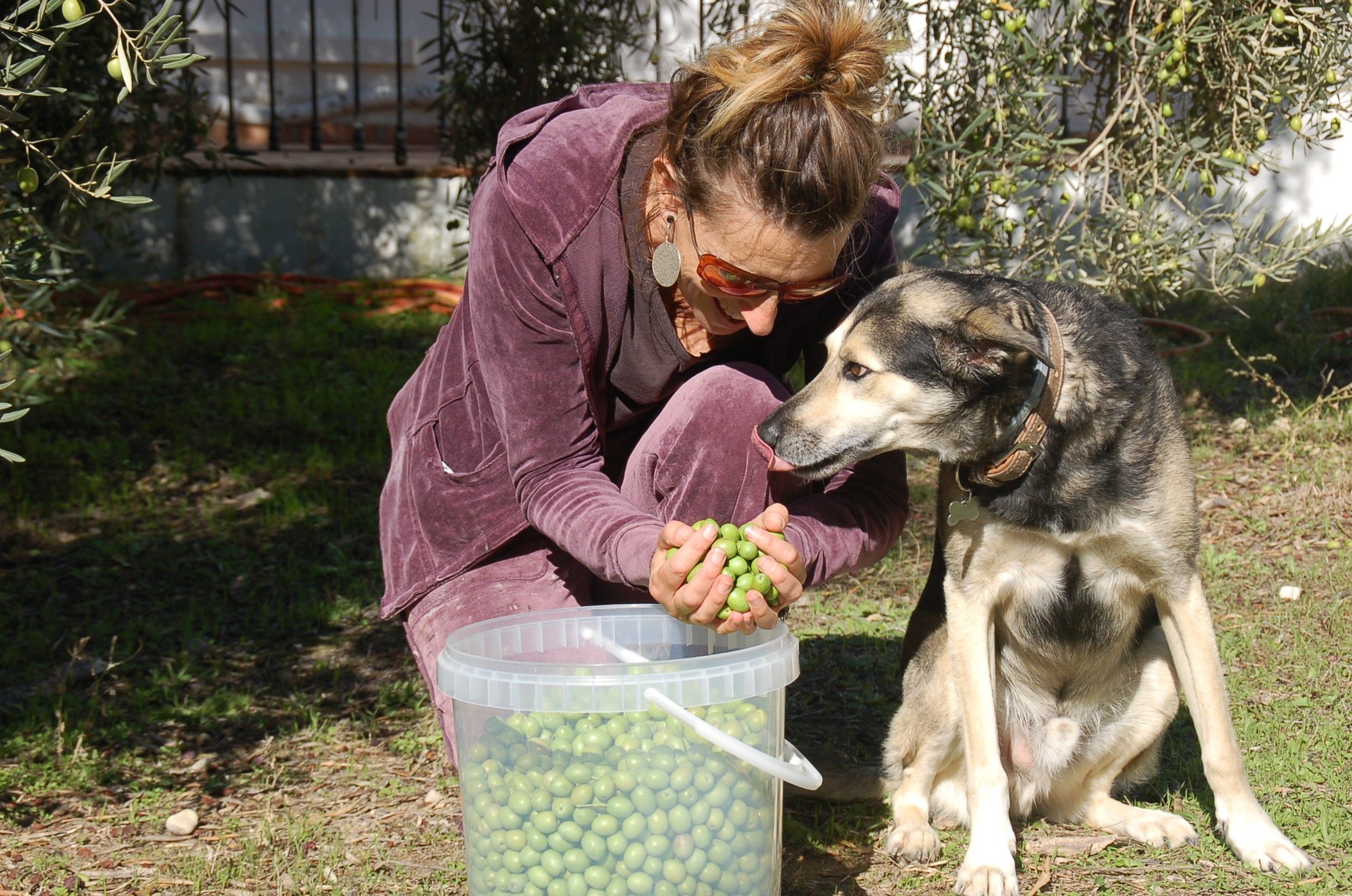 (h)eerlijke olijfolie Casa Valle de Oro Andalusië