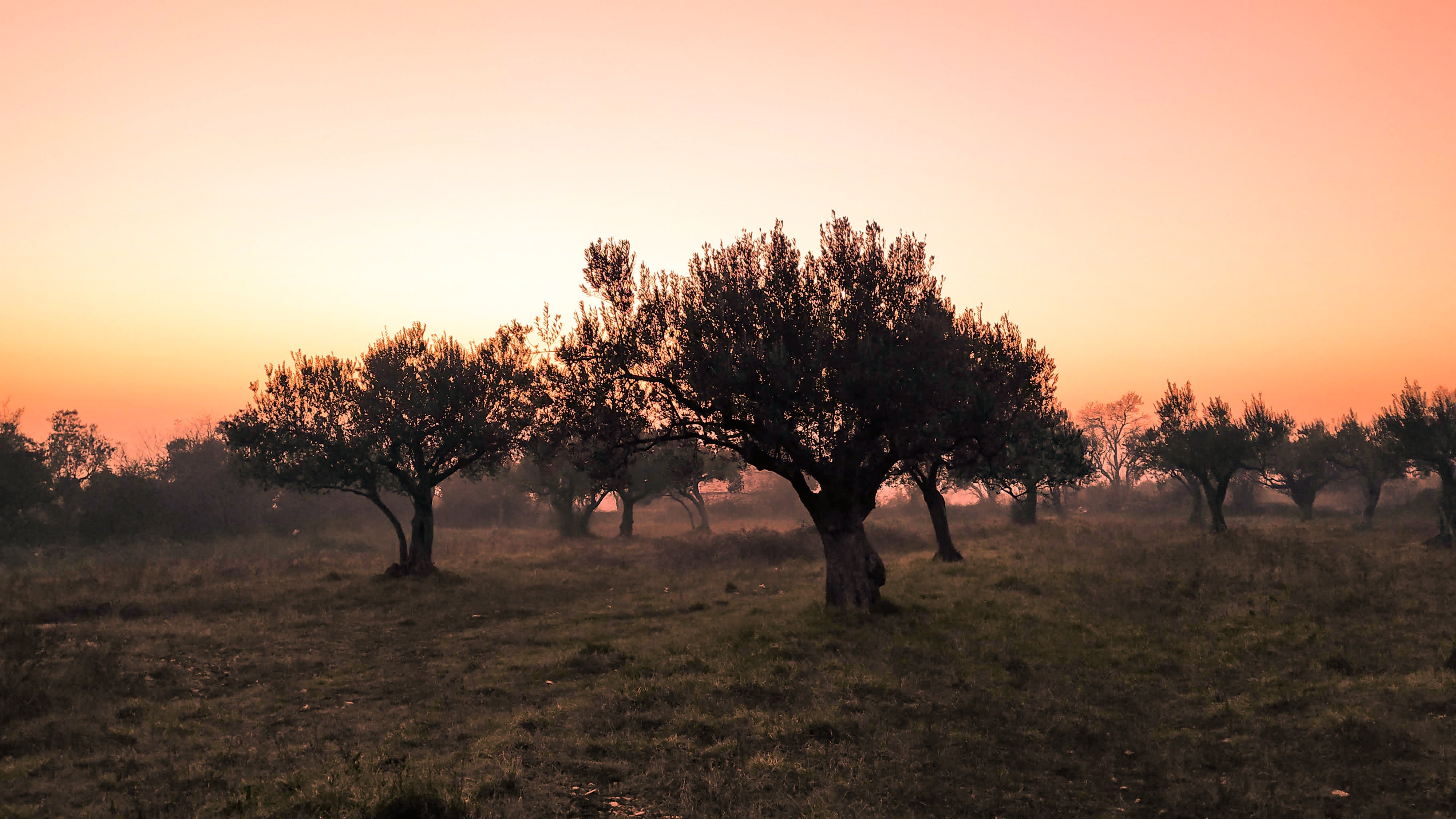 Olive grove from Casa Valle de Oro in Andalusa