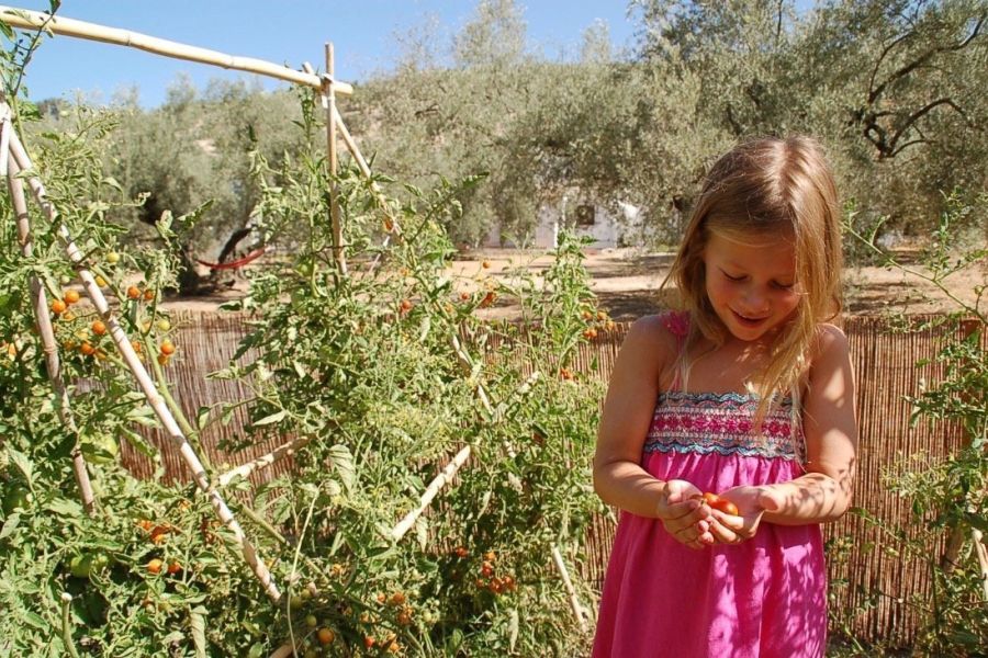 biologische groententuin