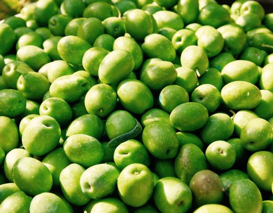 biologische hoji blanca olijven voor onze extra virgen olijfolie