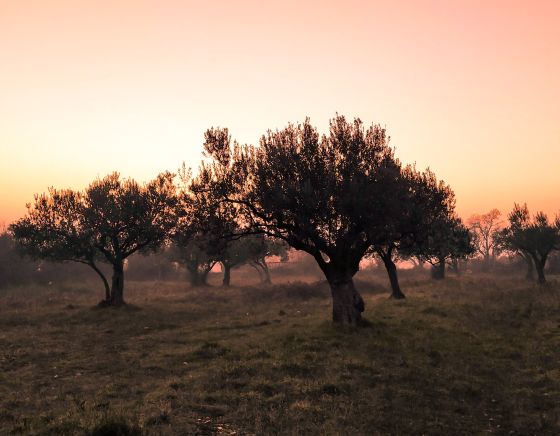 onze b&b temidden van eeuwenoude olijfgaard in Andalusie