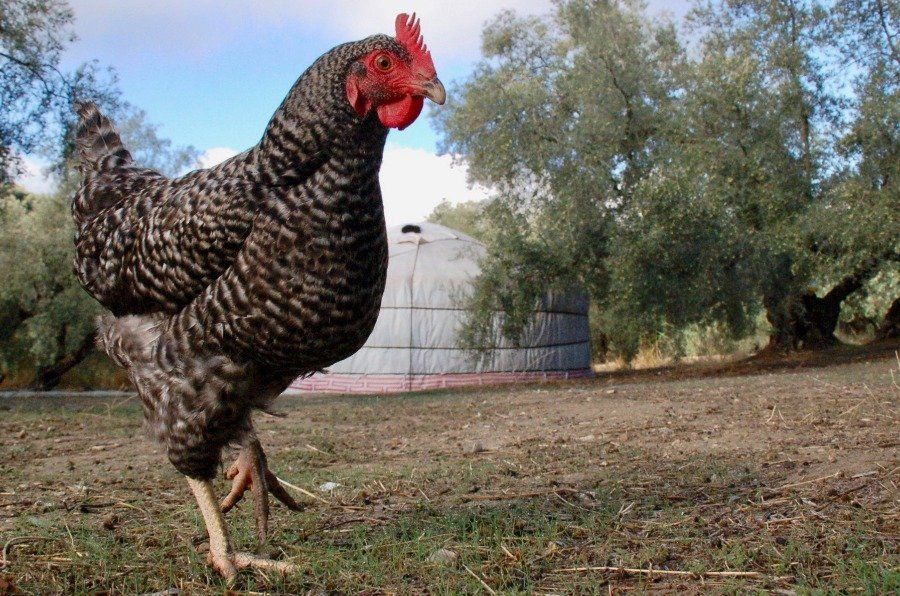 turismo rural en ecotoerisme in Spanje